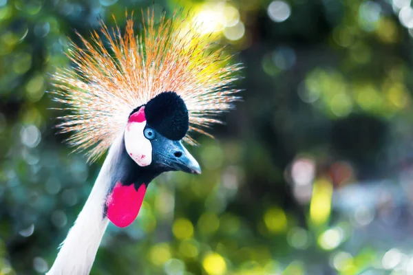 閉じる写真 灰色の冠鶴の肖像画 国立公園 動物園でエキゾチックな熱帯色の美しい鳥 バレアレス レギュレーション 自然を背景にしたロイヤルクレーン スペースのコピー — ストック写真