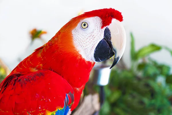 Portrait of big beautiful red parrot inside home, indoors. Close up profile photo of pet, domestic Ara parrot, exotic tropical bird looking at camera. Keeping parrot at home.