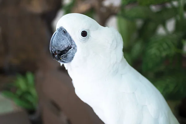 美しい白いオウムの肖像コカトゥー かなりの鳥 写真を閉じると カメラを見て 家で飛ぶペット — ストック写真