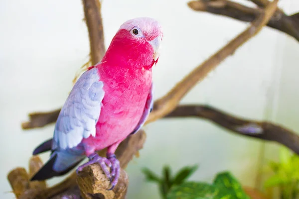 漂亮的红色 粉色和灰色鹦鹉 Galah 的肖像在家里 近照宠物 家养鹦鹉 异国情调的热带鸟类看着相机 让鹦鹉待在家里 — 图库照片