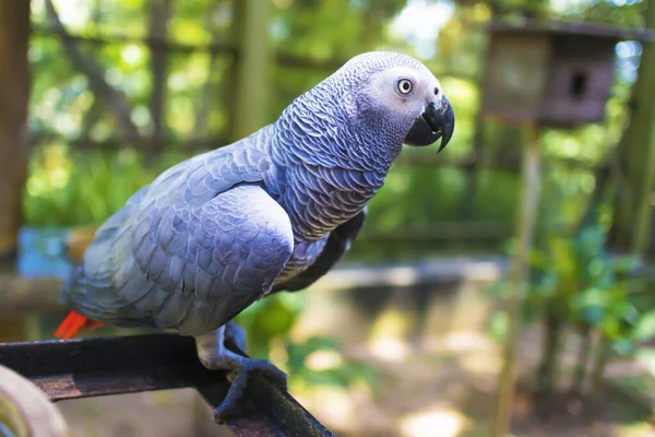 国立公園や動物園で美しいアフリカの灰色または灰色の大きなオウム かわいい飛んで話すペット 鳥のカメラを見て 緑の背景 — ストック写真