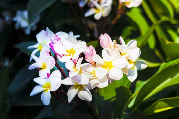 Delicada Hermosa Flor Fresca Tropical Exótica Blanca Amarilla Frangipani Plumeria —  Fotos de Stock