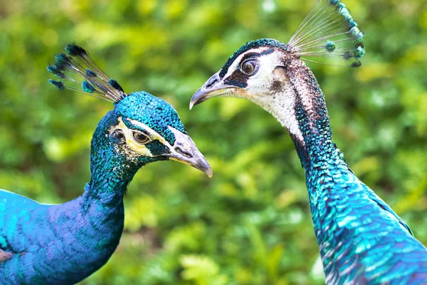 愛の美しい孔雀のペアは 関係の動物のカップルと結婚した 男も女も可愛いキスをしてる 鳥は国立公園でデートしている 家族愛関係の概念 — ストック写真