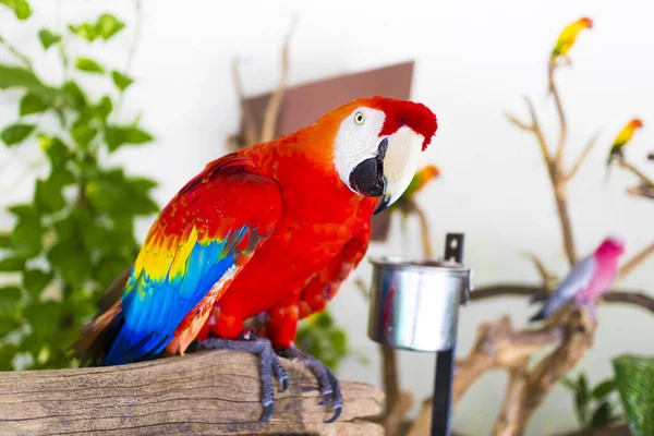 Portrait of big beautiful red, blue and yellow parrot inside home, indoors. Close up profile photo of pet, domestic Ara parrot, exotic tropical bird looking at camera, sitting on branch, perch. Keeping, feeding parrot at home. — Stock Image Portrait Big Beautiful Red Blue Yellow Parrot Home Indoors Close Stock Image