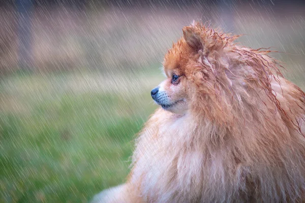 Schattig verdrietig diertje, hond in de regen. Natte Pommerse Spitz puppy staat alleen in regenachtig koud weer op gras, kijkend naar camera met droevige blik. Eenzaamheid, gebroken hart concept, copyspace — Stockfoto