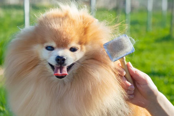 Mano Haciendo Aseo Corte Pelo Peinando Lana Hermoso Perro Pomeranian — Foto de Stock