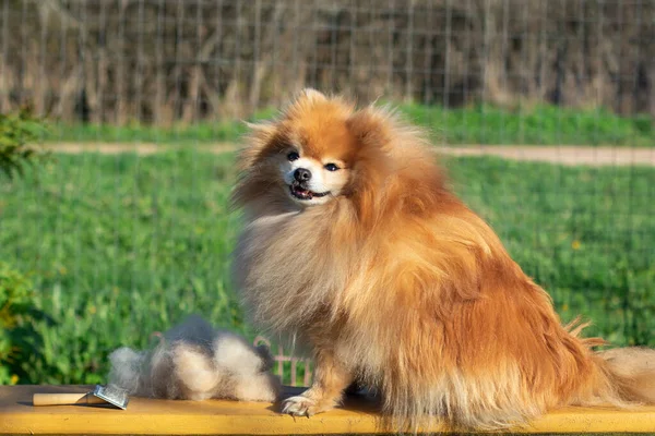 Aseo Corte Pelo Peinado Lana Hermoso Perro Pomeranian Spitz Feliz — Foto de Stock
