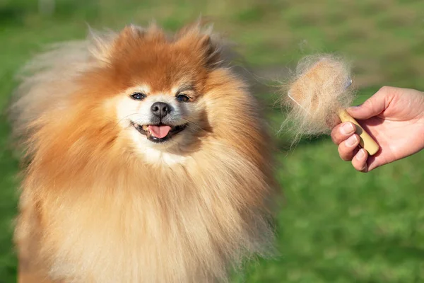 Mano Haciendo Aseo Corte Pelo Peinando Lana Hermoso Perro Pomeranian — Foto de Stock