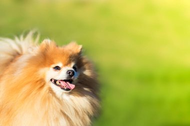 Mutlu mutlu Pomeranya köpekleri, yeşil çimen arka planına bakan pofuduk gülen köpek yavrusu. Boşluğu kopyala, metin için yer.