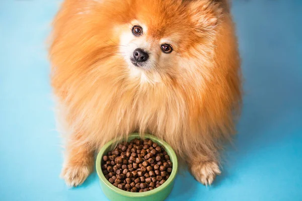 Pomeranian Spitz is eating. Pet dry food in a ceramic green bowl on pastel blue light background with dog paws, fluffy legs. Dog or puppy food. Healthy pet nutrition. Meal, dinner of the dog.