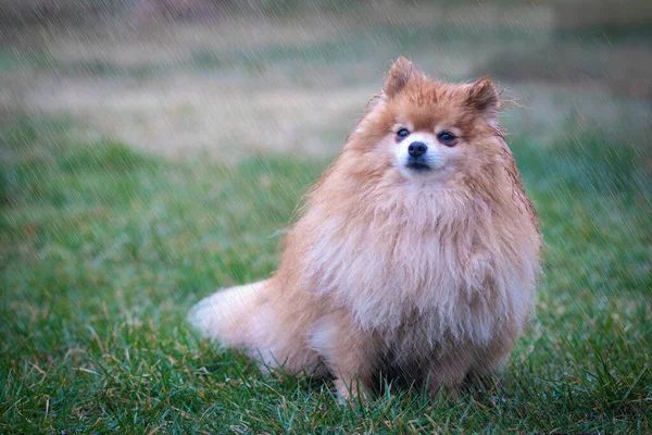 Söt ledsen liten djur, hund i regnet. Blöt Pommerska Spitz valp stående ensam i regnigt kallt väder på gräs, tittar på kameran med sorgsen blick. Ensamhet, brustet hjärta, copyspace — Stockfoto