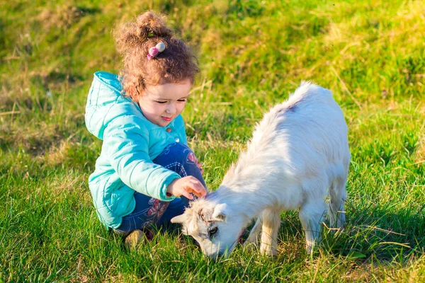 Mała ładna dziewczyna, dziecko, przytulanie dziecka, zabawa z kozłem lub jagnięciną na ranczo, farma, podwórko w trawie. Dzieci kochają zwierzęta. Wegetariańskie, wegańskie pojęcie. Przestań zabijać zwierzęta.. — Zdjęcie stockowe