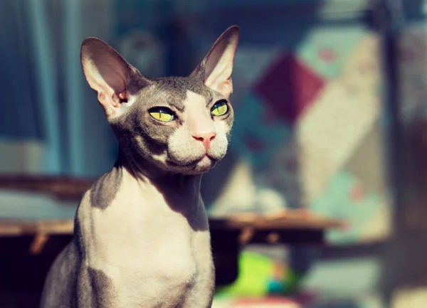 Sphynx Gato animal — Foto de Stock