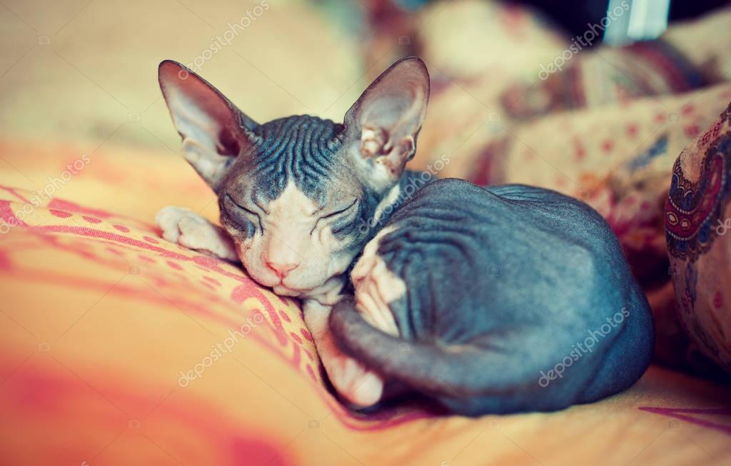 Chat Sans Poils Sphynx Images Libres De Droit Photos De Chat Sans Poils Sphynx Depositphotos