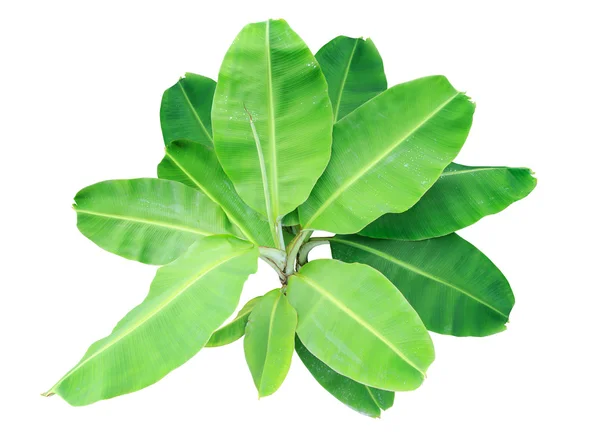 Świeży bananowe drzewa lub banan zielony liść na białym tle — Zdjęcie stockowe