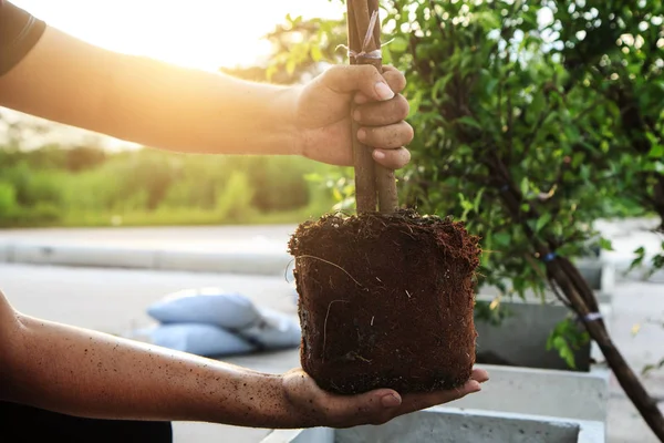 Hand Holding Plant Prepare Planting Trees Reduce Global Warming Concept — Stock Photo, Image