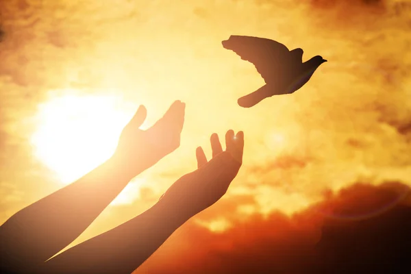 Homem orando e pássaro livre apreciando a natureza no pôr do sol fundo , — Fotografia de Stock