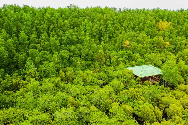 Aerial top view tree and river, mangrove forest, Natural grass t