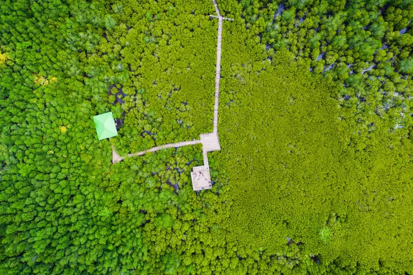 Aerial top view tree and river, mangrove forest, Natural grass t