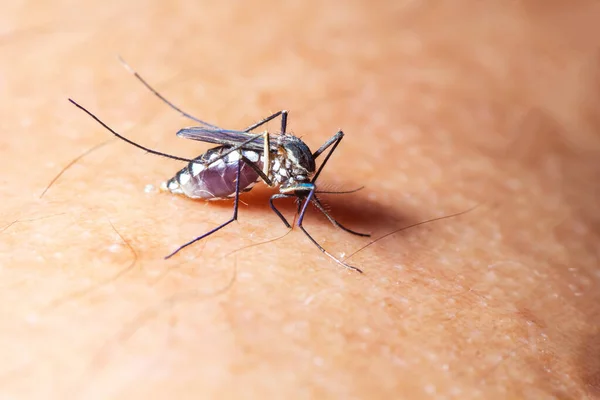 Mosquito Sucked Blood Human Skin Season Mosquitoes Flu Fever Dengue — Stock Photo, Image