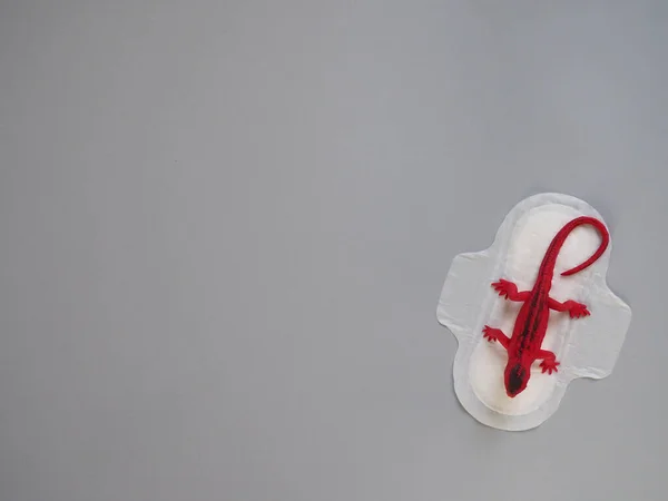 Gri arka planda kırmızı kertenkele olan adet yastığı. Minimalist hala hayat fotoğrafçılığı konsepti. Kadınlar kritik günler, jinekolojik adet döngüsü konsepti