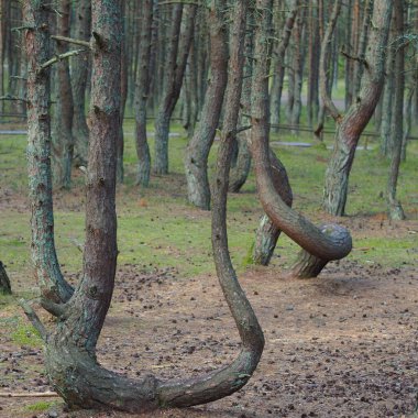 Curonian Spit 'teki dans eden orman. Sarhoş çam ormanı.