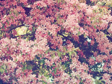 Pembe çiçek tam arka planda. Güneş ışığı. Çiçek deseni.