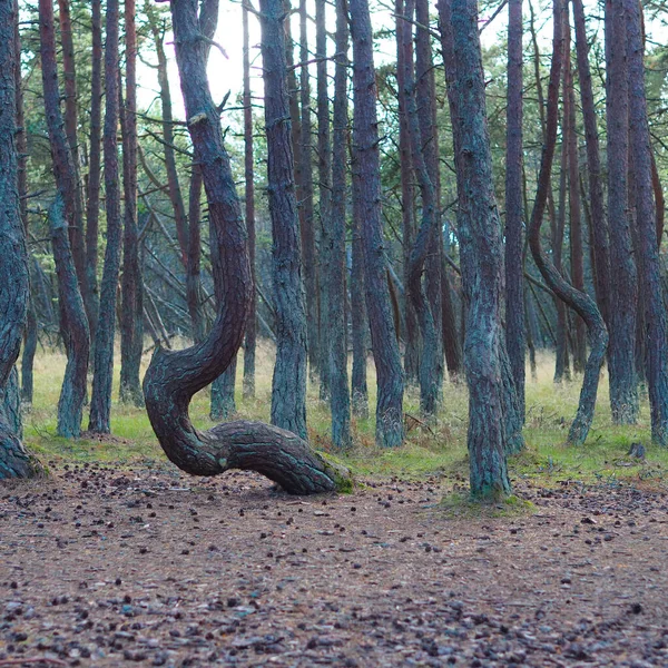 Curonian Spit 'teki dans eden orman. Sarhoş çam ormanı.