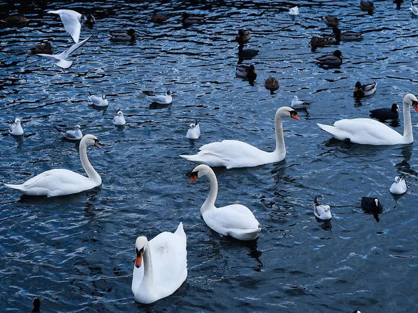 Stokholm 'de suda kuğular ve kuşlar, Sweeden. Şehirde kuş yemi.