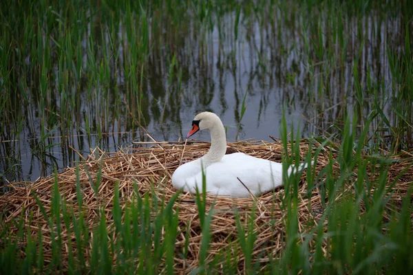 Cygne Muet Assis Sur Son Nid — Photo