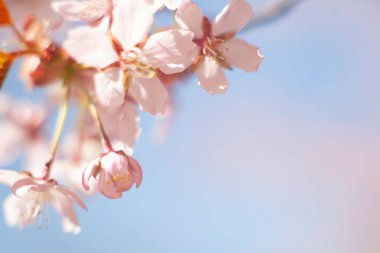 Bulanık doğa arka planında kiraz çiçekleri. Bahar çiçekleri. Bokeh 'in bahar pembe arka planı. Çiçek açan ağaç ve güneş ışığıyla güzel bir doğa sahnesi. Bulanık arkaplan.