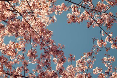 Bulanık doğa arka planında kiraz çiçekleri. Bahar çiçekleri. Bokeh 'in bahar pembe arka planı. Çiçek açan ağaç ve güneş ışığıyla güzel bir doğa sahnesi. Bulanık arkaplan.