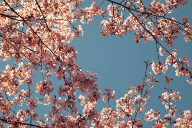 Bulanık doğa arka planında kiraz çiçekleri. Bahar çiçekleri. Bokeh 'in bahar pembe arka planı. Çiçek açan ağaç ve güneş ışığıyla güzel bir doğa sahnesi. Bulanık arkaplan.