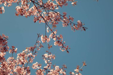 Bulanık doğa arka planında kiraz çiçekleri. Bahar çiçekleri. Bokeh 'in bahar pembe arka planı. Çiçek açan ağaç ve güneş ışığıyla güzel bir doğa sahnesi. Bulanık arkaplan.