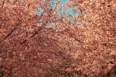 Bulanık doğa arka planında kiraz çiçekleri. Bahar çiçekleri. Bokeh 'in bahar pembe arka planı. Çiçek açan ağaç ve güneş ışığıyla güzel bir doğa sahnesi. Bulanık arkaplan.