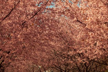 Bulanık doğa arka planında kiraz çiçekleri. Bahar çiçekleri. Bokeh 'in bahar pembe arka planı. Çiçek açan ağaç ve güneş ışığıyla güzel bir doğa sahnesi. Bulanık arkaplan.