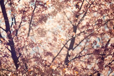 Bulanık doğa arka planında kiraz çiçekleri. Bahar çiçekleri. Bokeh 'in bahar pembe arka planı. Çiçek açan ağaç ve güneş ışığıyla güzel bir doğa sahnesi. Bulanık arkaplan.