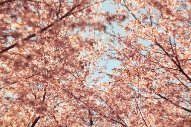Bulanık doğa arka planında kiraz çiçekleri. Bahar çiçekleri. Bokeh 'in bahar pembe arka planı. Çiçek açan ağaç ve güneş ışığıyla güzel bir doğa sahnesi. Bulanık arkaplan.