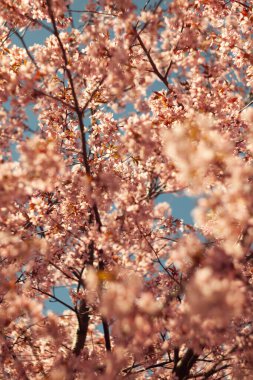 Bulanık doğa arka planında kiraz çiçekleri. Bahar çiçekleri. Bokeh 'in bahar pembe arka planı. Çiçek açan ağaç ve güneş ışığıyla güzel bir doğa sahnesi. Bulanık arkaplan.