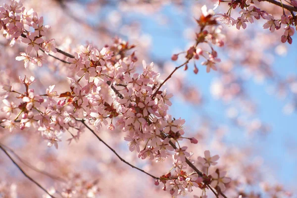 Bulanık doğa arka planında kiraz çiçekleri. Bahar çiçekleri. Bokeh 'in bahar pembe arka planı. Çiçek açan ağaç ve güneş ışığıyla güzel bir doğa sahnesi. Bulanık arkaplan.