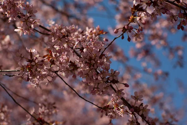 Bulanık doğa arka planında kiraz çiçekleri. Bahar çiçekleri. Bokeh 'in bahar pembe arka planı. Çiçek açan ağaç ve güneş ışığıyla güzel bir doğa sahnesi. Bulanık arkaplan.