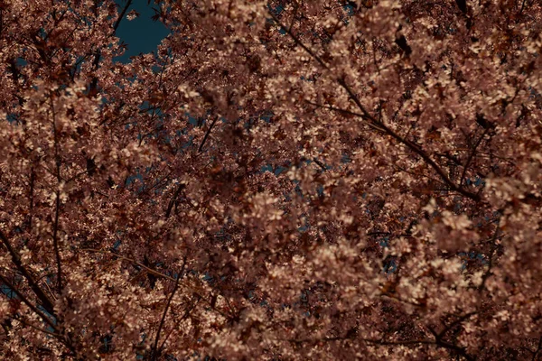 Bulanık doğa arka planında kiraz çiçekleri. Bahar çiçekleri. Bokeh 'in bahar pembe arka planı. Çiçek açan ağaç ve güneş ışığıyla güzel bir doğa sahnesi. Bulanık arkaplan.