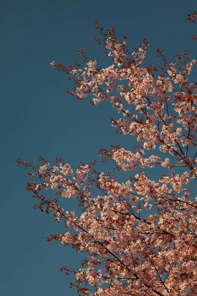Bulanık doğa arka planında kiraz çiçekleri. Bahar çiçekleri. Bokeh 'in bahar pembe arka planı. Çiçek açan ağaç ve güneş ışığıyla güzel bir doğa sahnesi. Bulanık arkaplan.