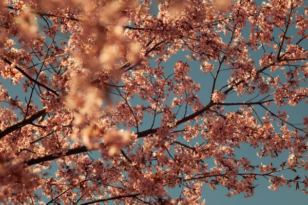 Flores Cerejeira Sobre Fundo Natureza Turva Flores Primavera Fundo Primavera — Fotografia de Stock