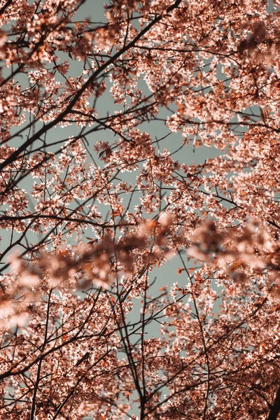 Bulanık doğa arka planında kiraz çiçekleri. Bahar çiçekleri. Bokeh 'in bahar pembe arka planı. Çiçek açan ağaç ve güneş ışığıyla güzel bir doğa sahnesi. Bulanık arkaplan.