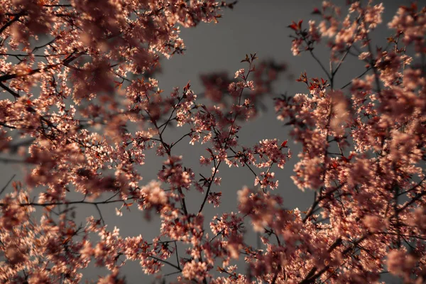 Bulanık doğa arka planında kiraz çiçekleri. Bahar çiçekleri. Bokeh 'in bahar pembe arka planı. Çiçek açan ağaç ve güneş ışığıyla güzel bir doğa sahnesi. Bulanık arkaplan.