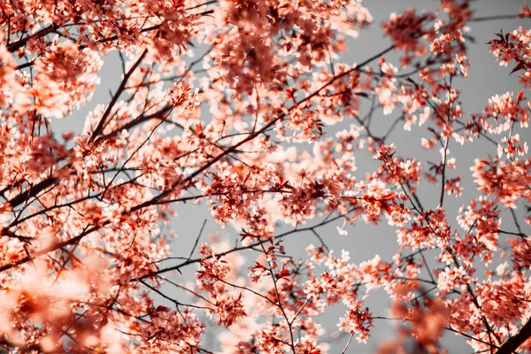 Bulanık doğa arka planında kiraz çiçekleri. Bahar çiçekleri. Bokeh 'in bahar pembe arka planı. Çiçek açan ağaç ve güneş ışığıyla güzel bir doğa sahnesi. Bulanık arkaplan.