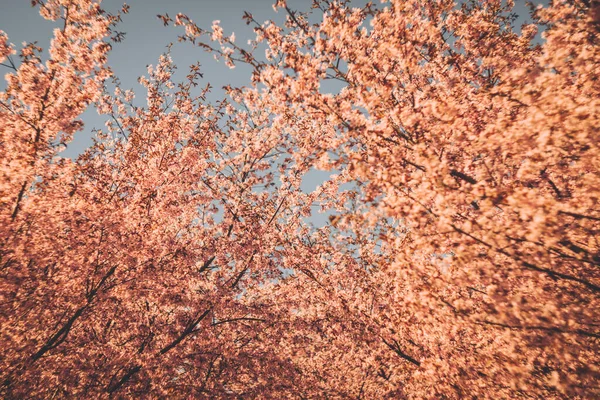 Bulanık doğa arka planında kiraz çiçekleri. Bahar çiçekleri. Bokeh 'in bahar pembe arka planı. Çiçek açan ağaç ve güneş ışığıyla güzel bir doğa sahnesi. Bulanık arkaplan.