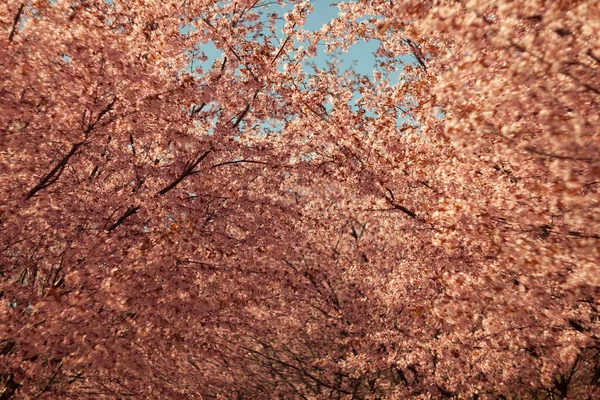 Bulanık doğa arka planında kiraz çiçekleri. Bahar çiçekleri. Bokeh 'in bahar pembe arka planı. Çiçek açan ağaç ve güneş ışığıyla güzel bir doğa sahnesi. Bulanık arkaplan.
