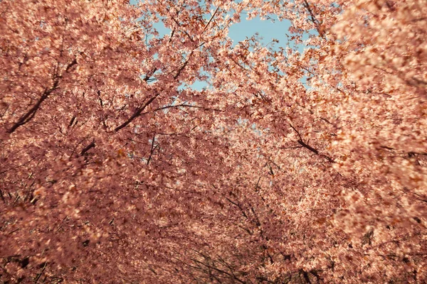 Bulanık doğa arka planında kiraz çiçekleri. Bahar çiçekleri. Bokeh 'in bahar pembe arka planı. Çiçek açan ağaç ve güneş ışığıyla güzel bir doğa sahnesi. Bulanık arkaplan.